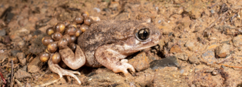 rana