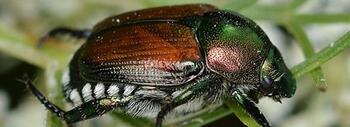 invasoras