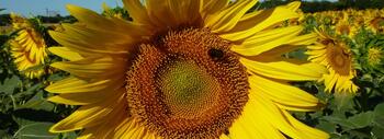 girasol