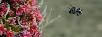 abeja2