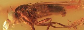 insect3