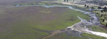 doñana4