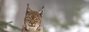 lince2