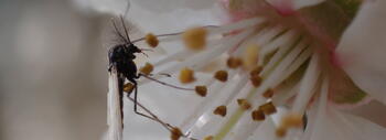 Mosca adulta del género Chironomus, protagonistas del experimento. Crédito: Viktor Baranov