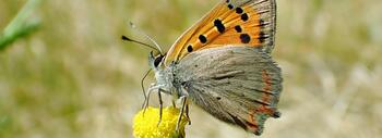 Manto bicolor (Lycaena phlaeas) en la Finca de Marismillas (Espacio Natural de Doñana). // J. Manuel Vidal-Cordero