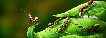 hormigas