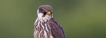 falco
