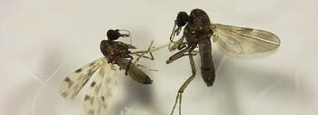 Hembras de culicoides