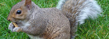 ardilla
