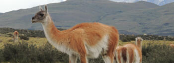 guanacos