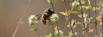 Los polinizadores son un grupo muy diverso que incluye sobre todo abejas y abejorros, pero también sírfidos y mariposas. Son imprescindibles para la reproducción de plantas silvestres y de cultivos. Foto: Blanca Arroyo