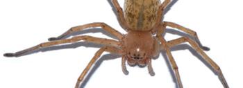 Cebrennus herculis