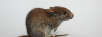 rata