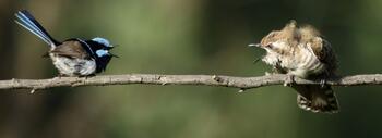 Un macho de maluro soberbio (Malurus cyaneus) confrontando a un cuclillo de Horsfield (Chalcites basalis). Foto: David Ongley