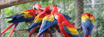 Guacamayo macao. Foto: Pedro Romero Vidal