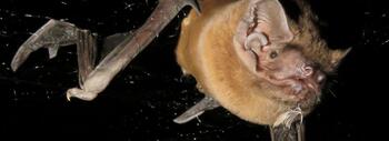 Un nóctulo grande atrapado en una red de niebla con una pluma de ave paseriforme y sangre en la boca. Crédito: Jorge Sereno