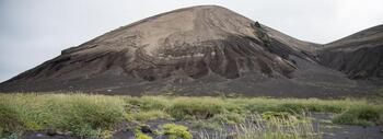 Plantas colonizando el piroclasto de la isla de Surtsey en Islandia. Crédito: Pawel Wasowicz
