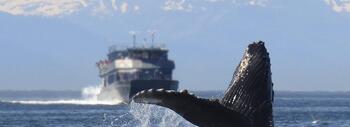 Ballena jorobada cerca de una embarcación. El aumento del tráfico marítimo global incrementa el riesgo de colisiones y perturbaciones en la fauna marina. / Alan Bedding / Pixabay