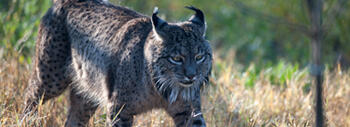 lince