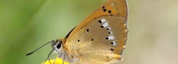 En la meseta suiza, la mariposa Lycaena virgaureae, cuya oruga se alimenta exclusivamente de acedera, ha desaparecido. En otras regiones, sus poblaciones se mantienen estables(Foto: Felix Neff)