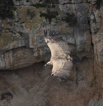 Buitre leonado (Gyps fulvus)
