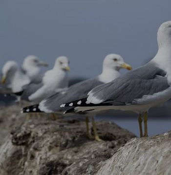 Gaviota patiamarilla