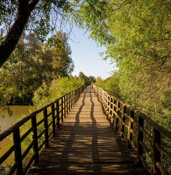 Pasarela Palacio del Acebrón
