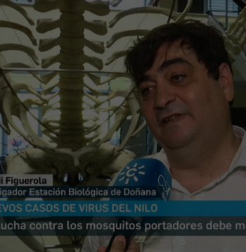 Jordi Figuerola Canal Sur