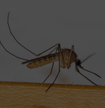 Culex pipiens