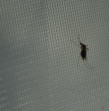 Culex pipiens
