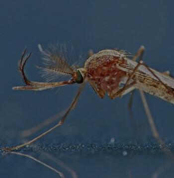 Culex pipiens