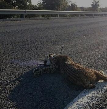 Lince atropellado