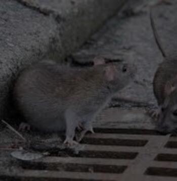 Ratas en las ciudades
