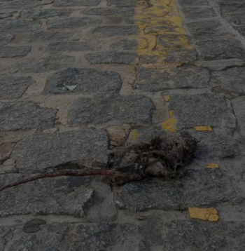 Diario de Sevilla_ Ratas