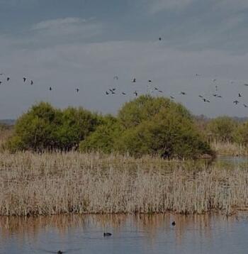 El mal estado de Doñana está afectando a las aves migratorias