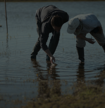 La lucha de Doñana