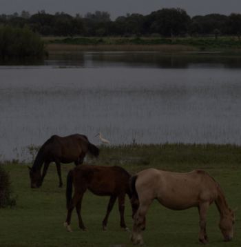 Marismas inundadas en el Parque Natural de Doñana, en el sur de España, tras las fuertes lluvias de marzo y abril CRISTINA QUICLER / AFP