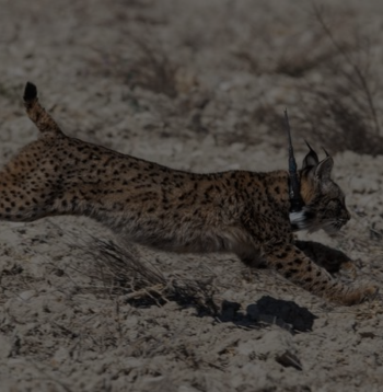 Un ejemplar de lince ibérico en una suelta reciente en Murcia. (EFE/Marcial Guillén)