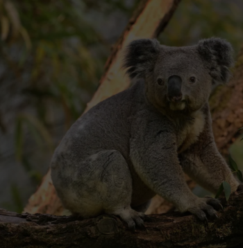 Koala australiano