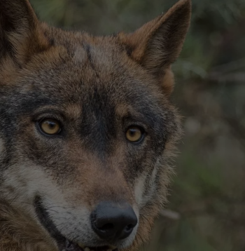 Lobo ibérico
