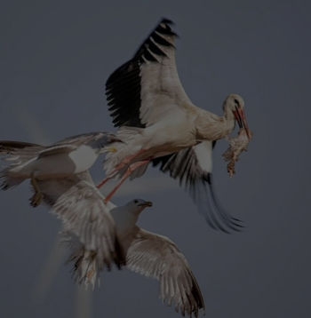 Gaviotas patiamarillas y una cigüeña blanca se disputan un resto de plástico. / Kike García (EBD)