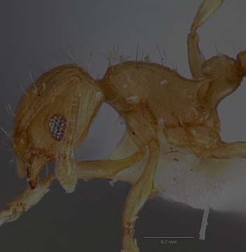 Pequeña hormiga de fuego