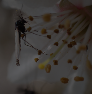 Chironomidae