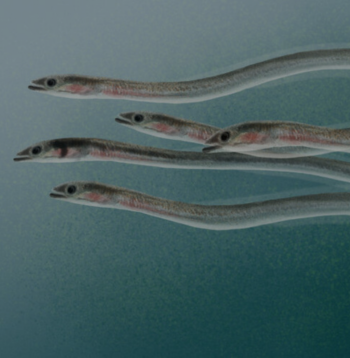 anguila