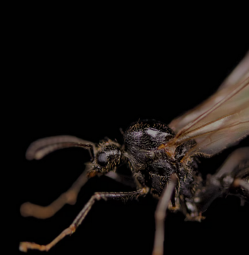 mosquito