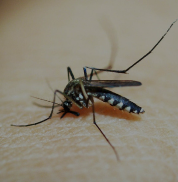 mosquito3