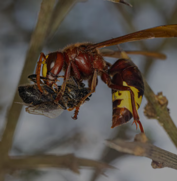 vespa orientalis