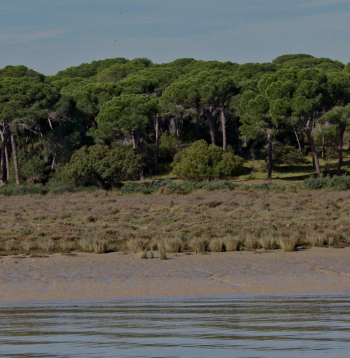 DOÑANA