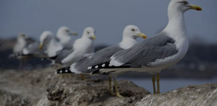 Gaviota patiamarilla